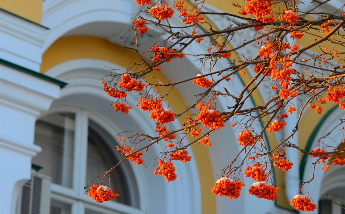 Кремль осень.webp