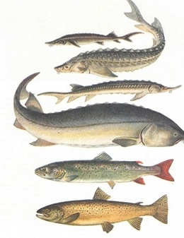 Археологические раскопки (11).webp